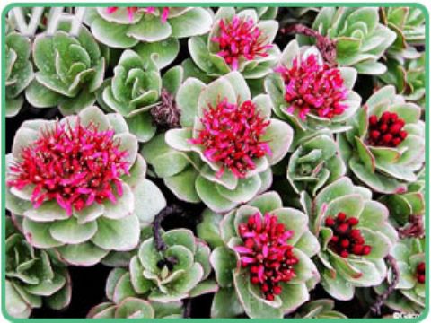 Rhodiola Rosea Extract